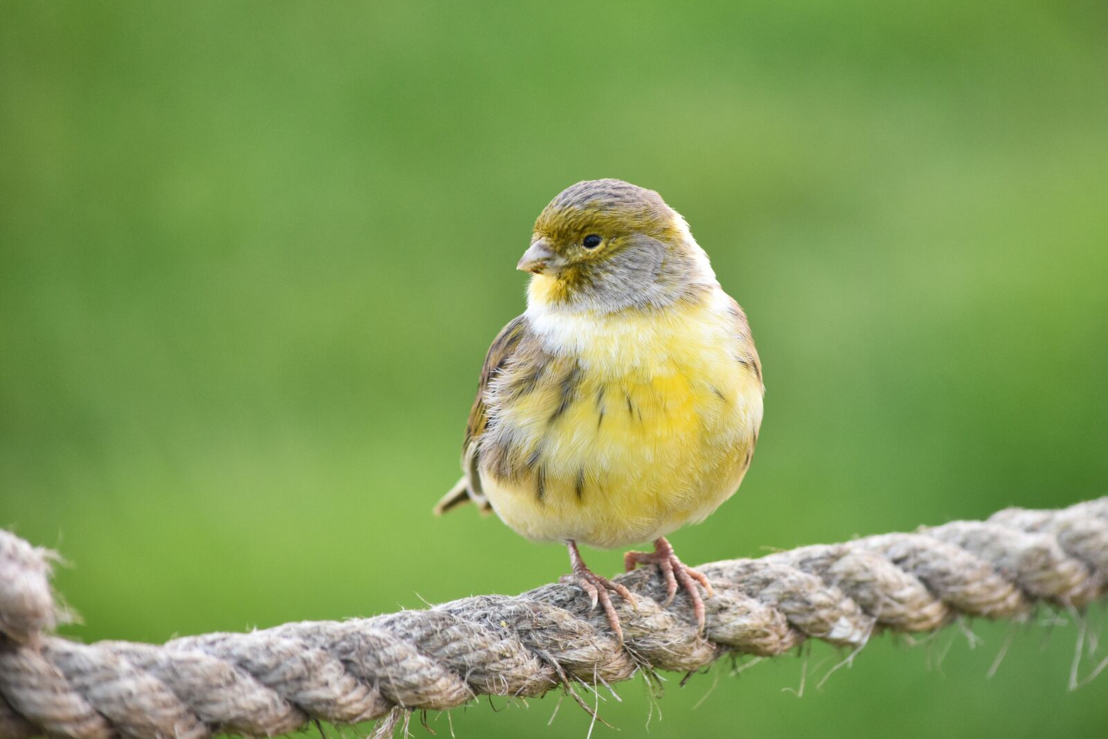 Nikon D7200 sample photo. Finch, serin, wildlife photography