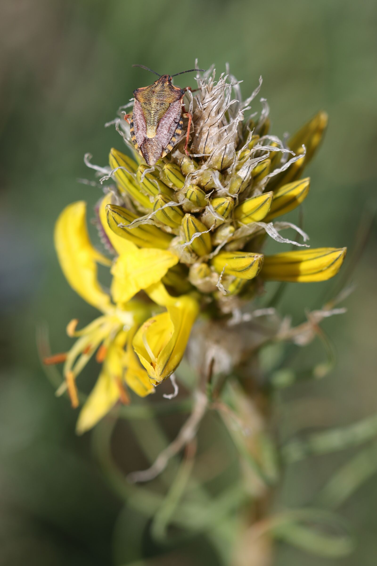 Canon EOS 70D + Canon EF 100mm F2.8 Macro USM sample photo. Green, yellow, flower photography