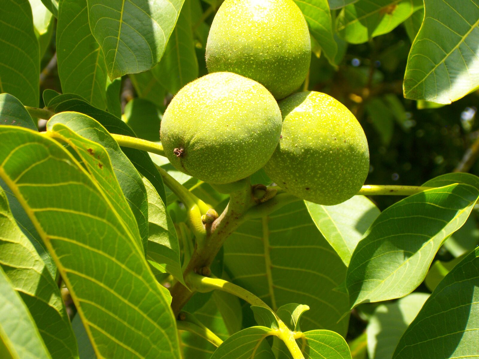 Pentax Optio M85 sample photo. Walnut, nuts, tree photography