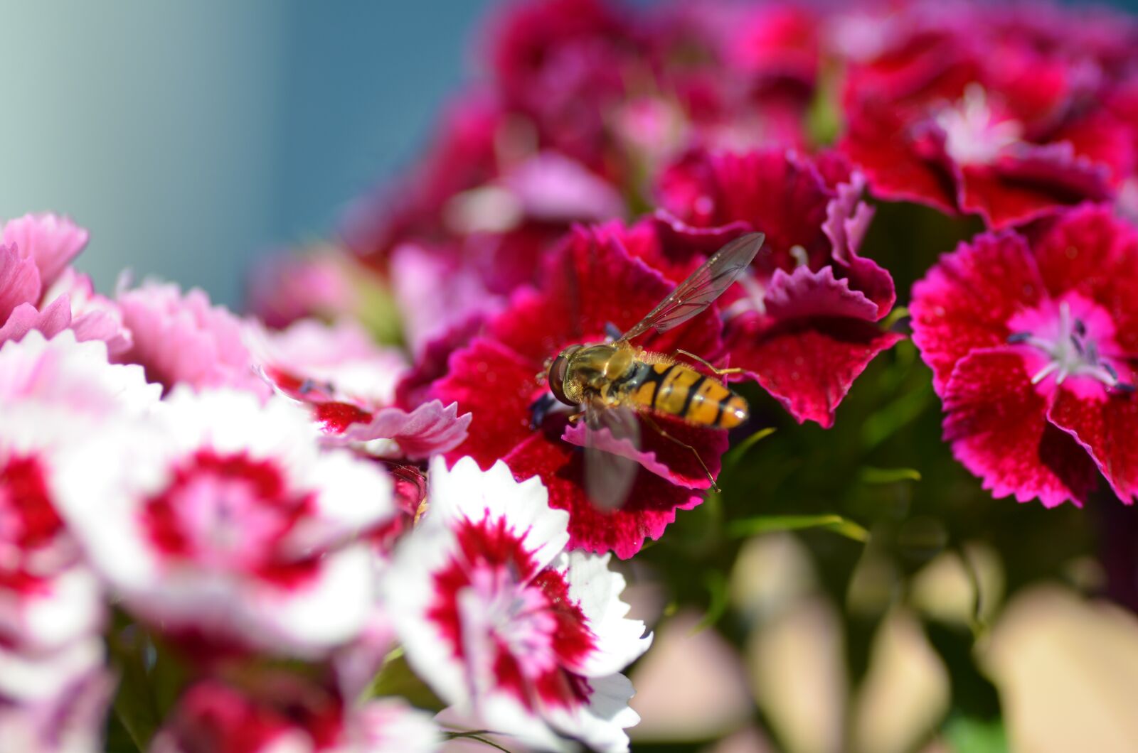 Nikon D7000 sample photo. Flower, wasp, blossom photography