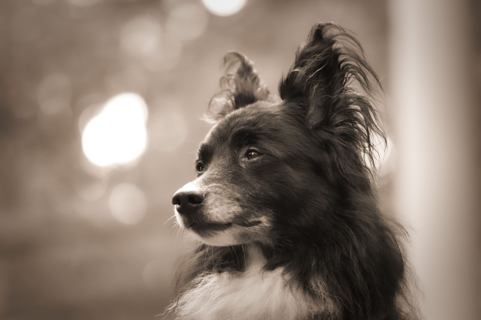 Canon EOS 80D sample photo. Dog, animal, portrait photography