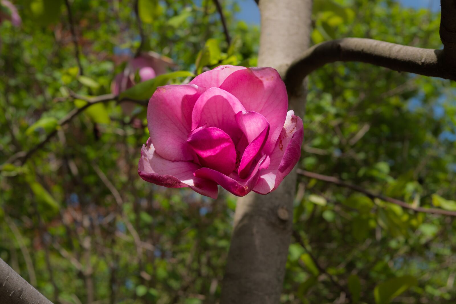 Panasonic Leica DG Summilux 25mm F1.4 II ASPH sample photo. Magnolia, spring, flower photography