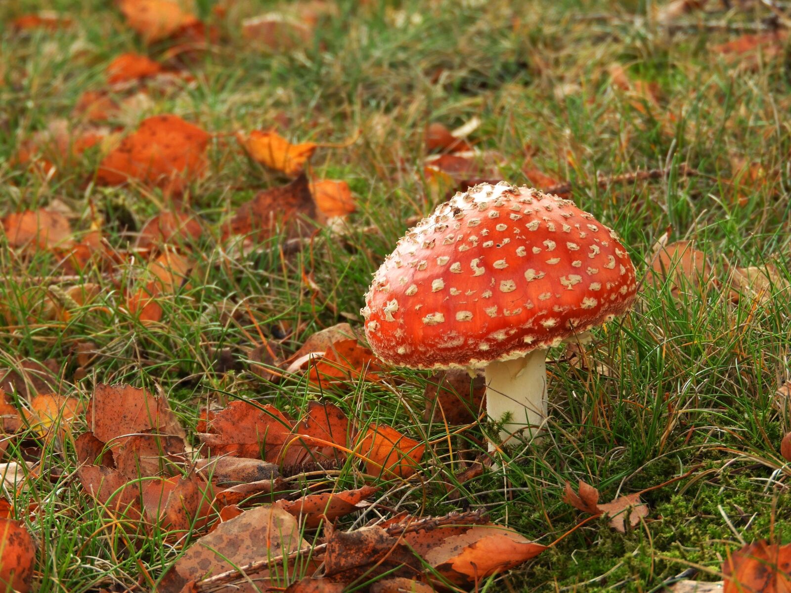 Nikon Coolpix B700 sample photo. Mushroom, autumn, red fly photography