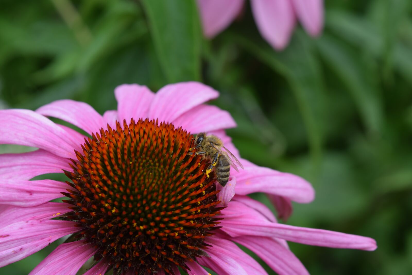 Nikon D5300 sample photo. Fleure, insect, garden photography