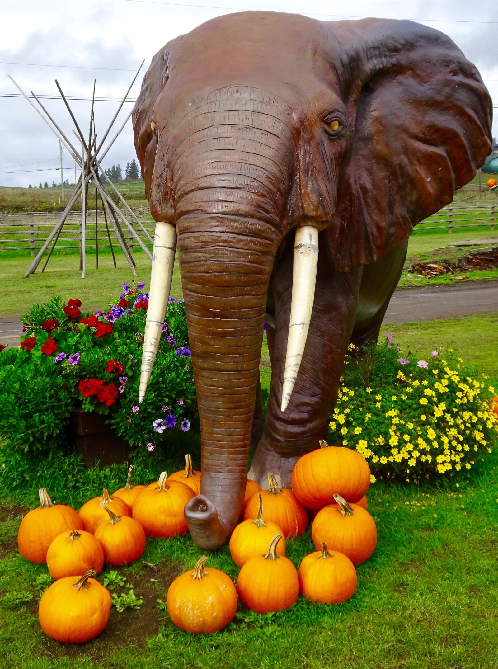 Sony Cyber-shot DSC-HX90V sample photo. Elephant, pumpkins, fun photography