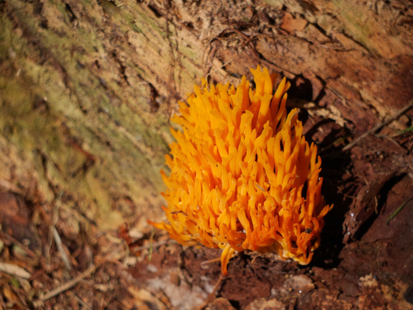 Panasonic Lumix DMC-GH3 sample photo. Fungus, comb, plant photography