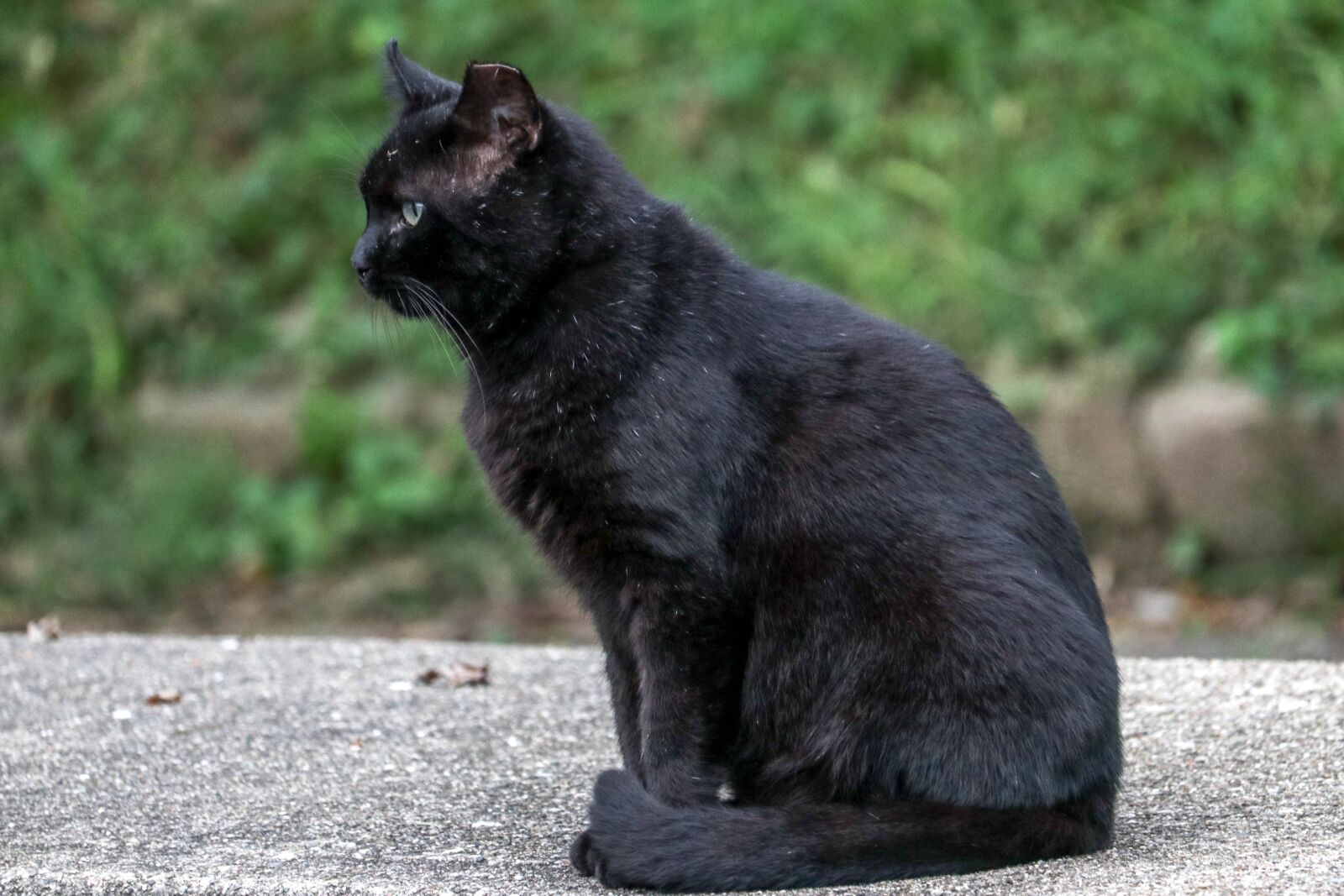 Canon EF-S 55-250mm F4-5.6 IS STM sample photo. Black, cat, pet photography