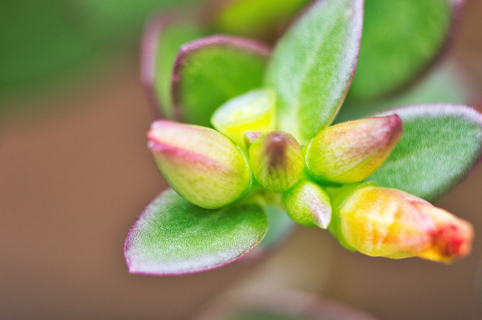 Nikon D3200 sample photo. Flower, flowers, shoots photography