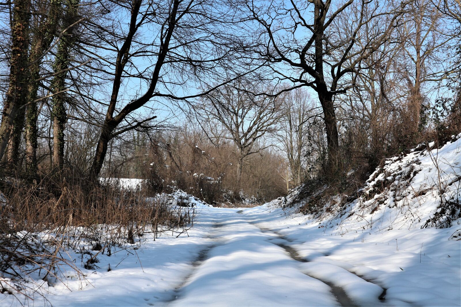 Canon EOS M10 sample photo. Winter, snow, nature photography