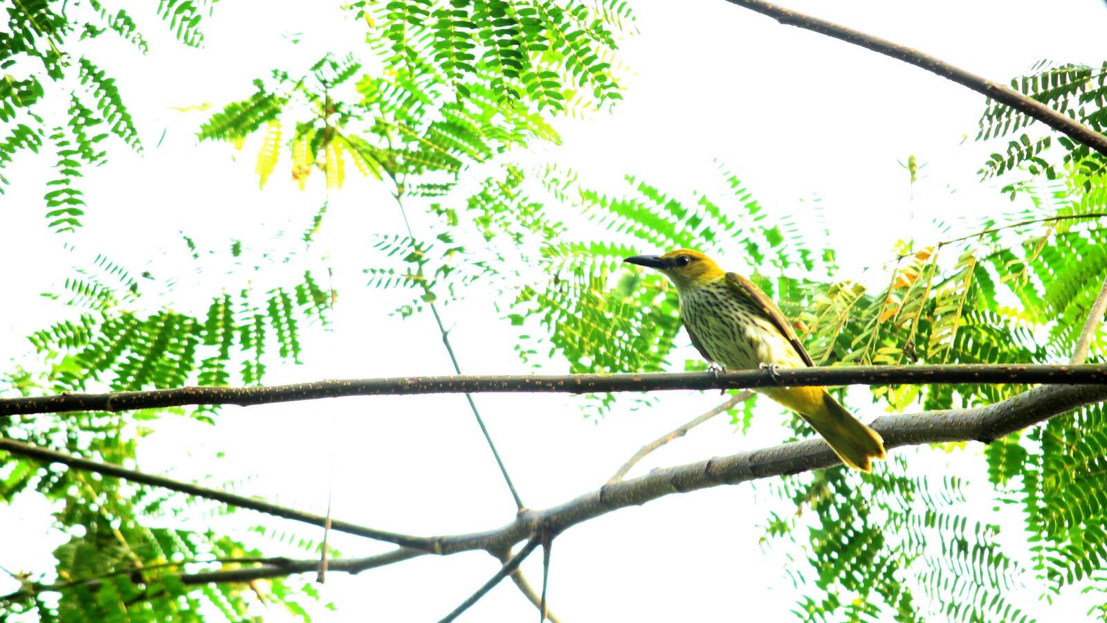Canon EOS 1300D (EOS Rebel T6 / EOS Kiss X80) sample photo. Bird, avian, india photography