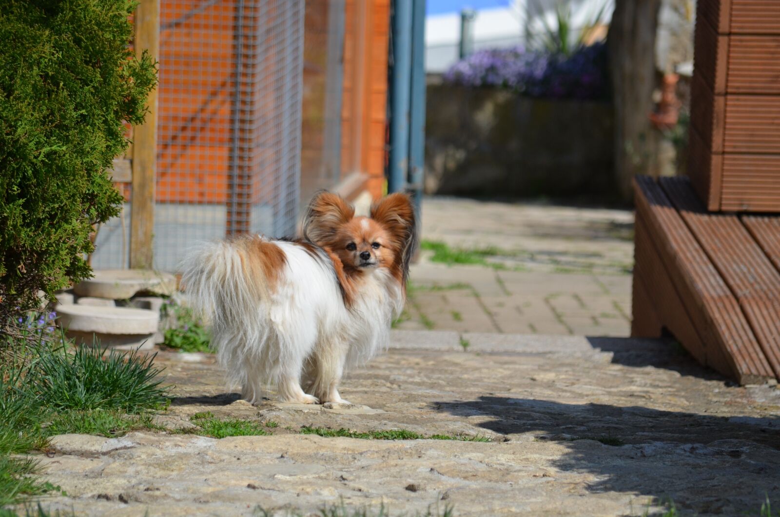 Nikon D5100 sample photo. Dog, papillon, pet photography
