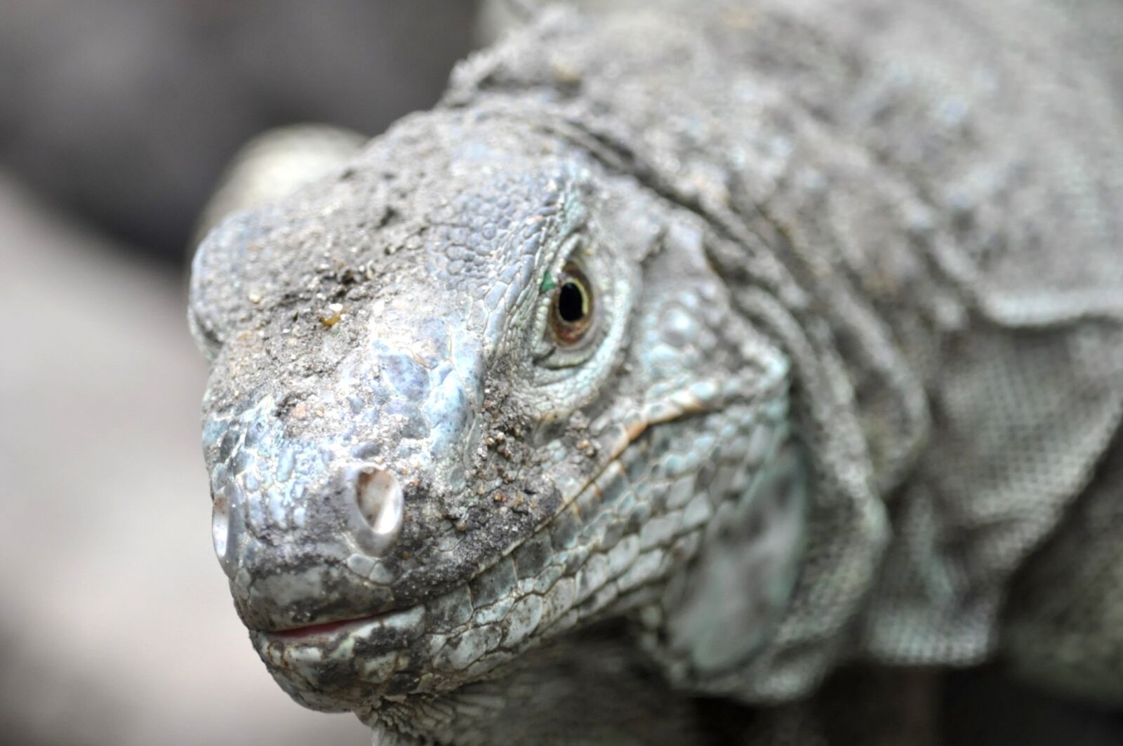 Nikon D5000 sample photo. Reptile, face, animal photography