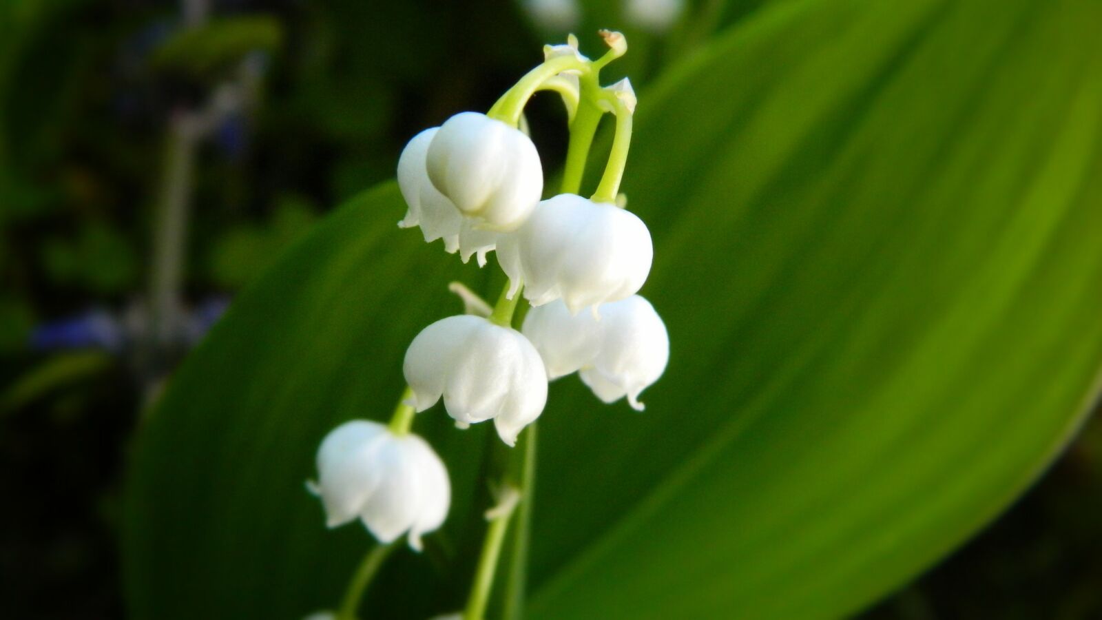 Nikon Coolpix L120 sample photo. Lily of the valley photography