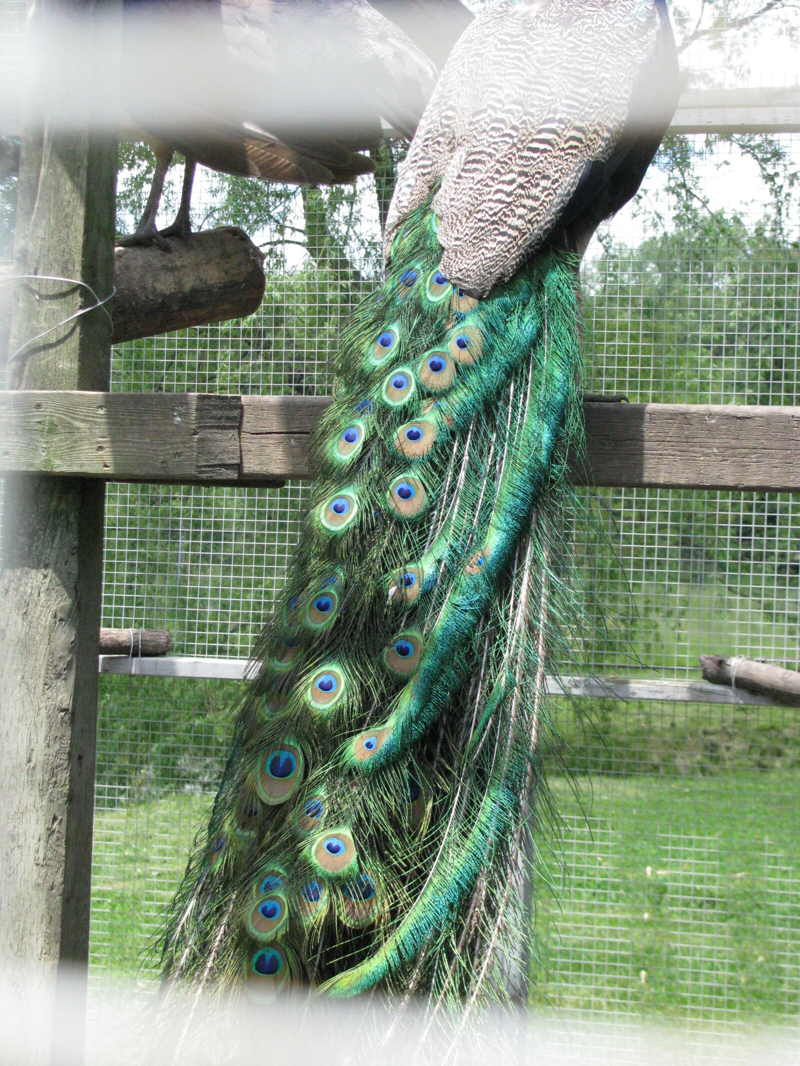 Canon POWERSHOT SX100 IS sample photo. Peacock, bird, zoo photography