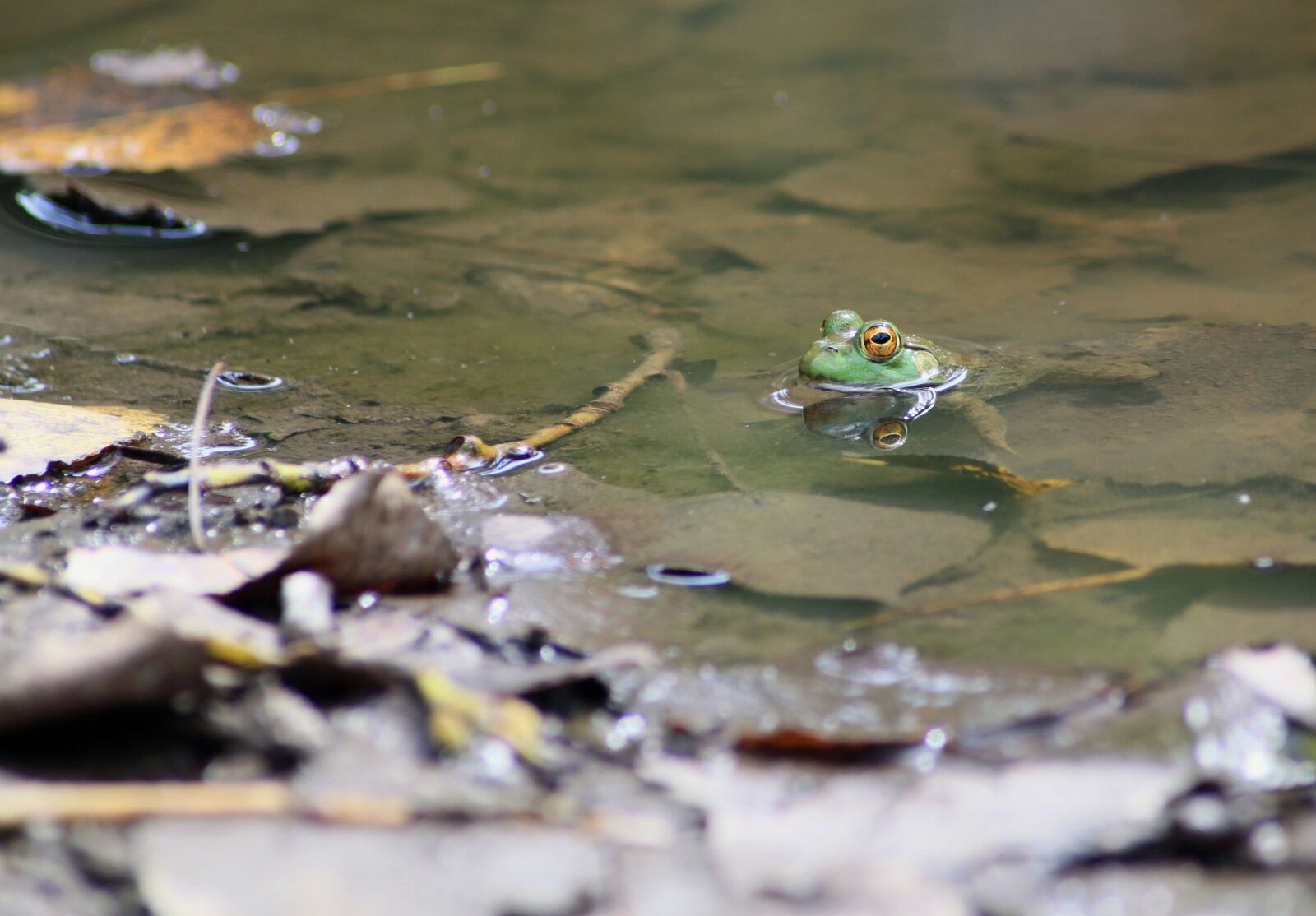 Canon EOS 500D (EOS Rebel T1i / EOS Kiss X3) sample photo. Frog, toad, marsh photography