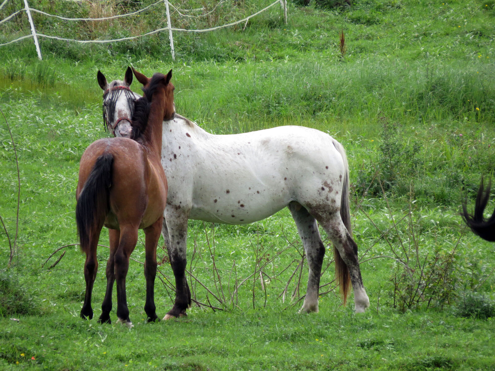 Canon PowerShot SX50 HS sample photo. Horse photography