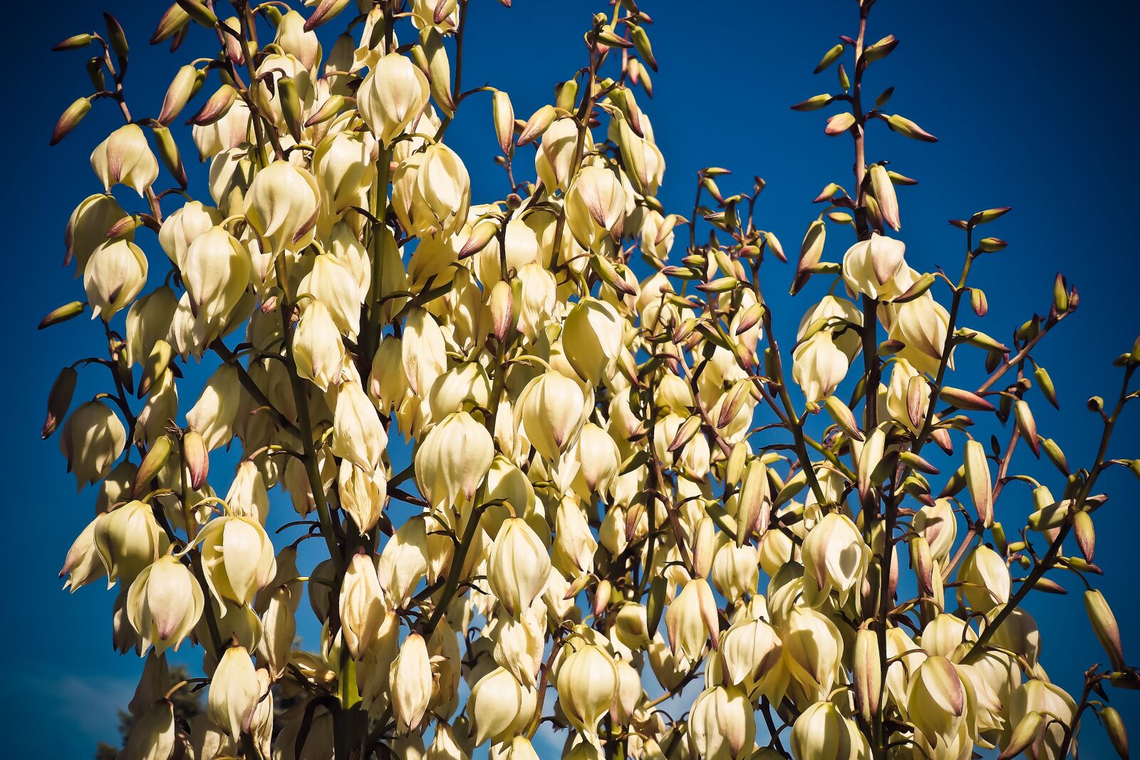 Olympus OM-D E-M10 sample photo. Yucca, palm, blossom photography