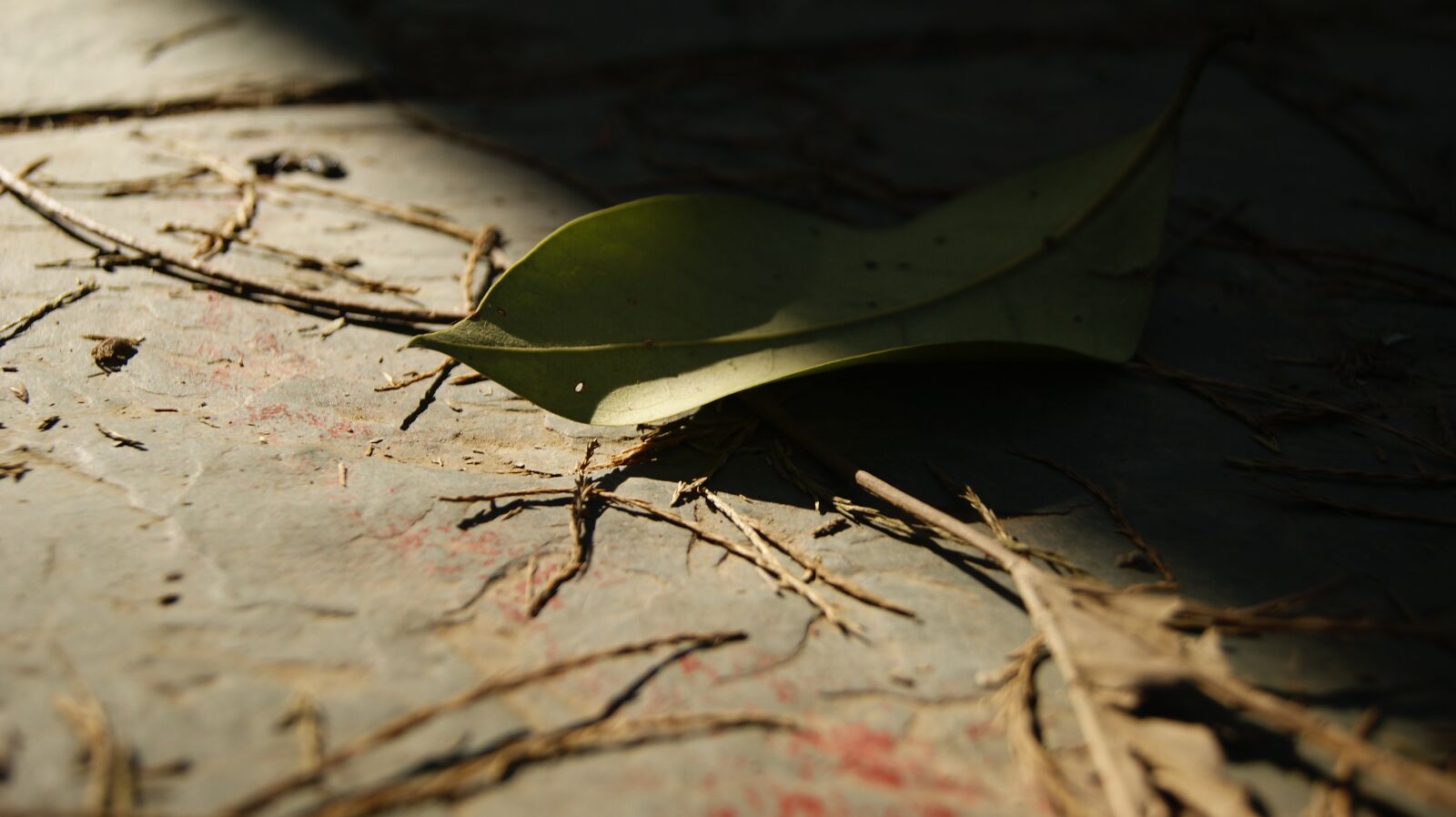 Sony Alpha DSLR-A290 sample photo. The leaves, autumn, defoliation photography