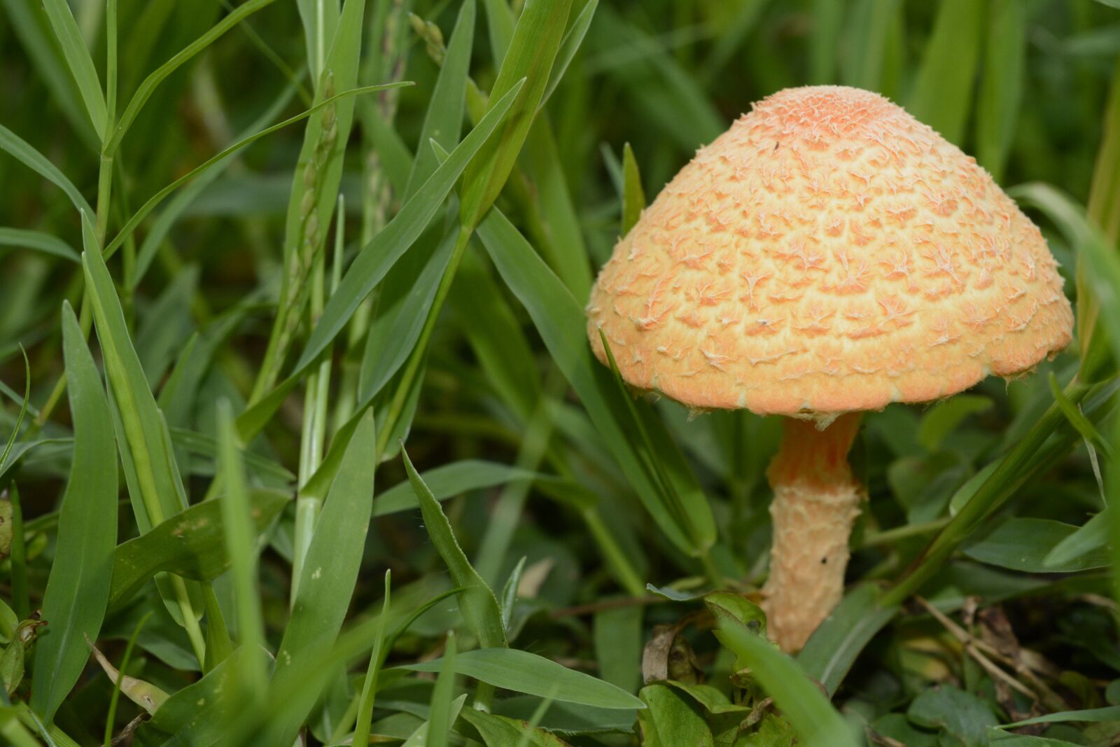 Nikon D5200 sample photo. Macro photography, macro, nature photography