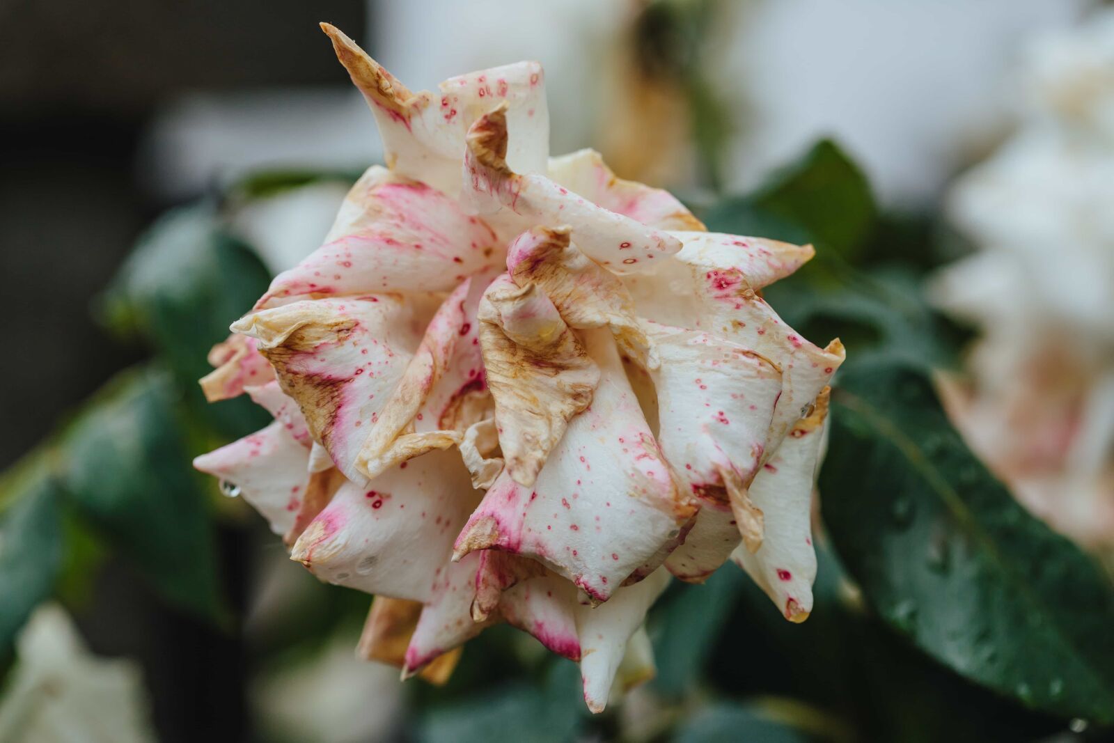 Canon EF 100mm F2.8 Macro USM sample photo. Dry, petals, rose, food photography