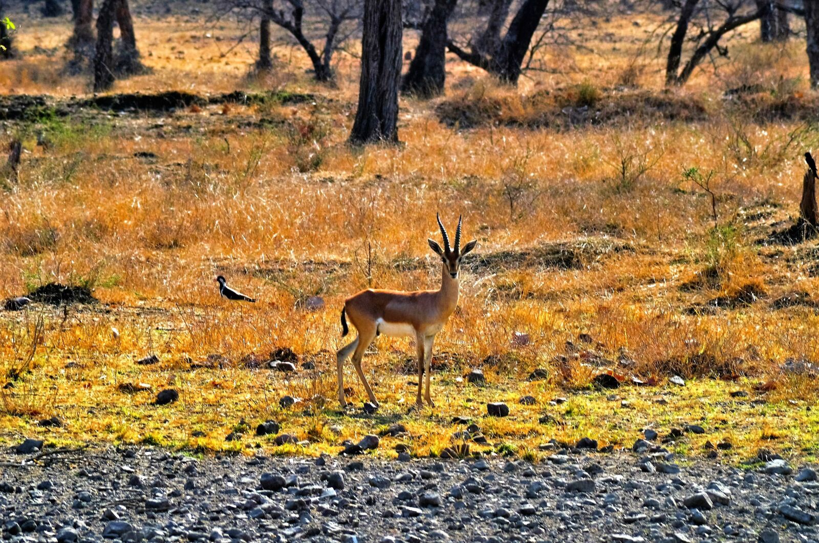 Nikon D7000 sample photo. Deer, forest, ranthambore photography