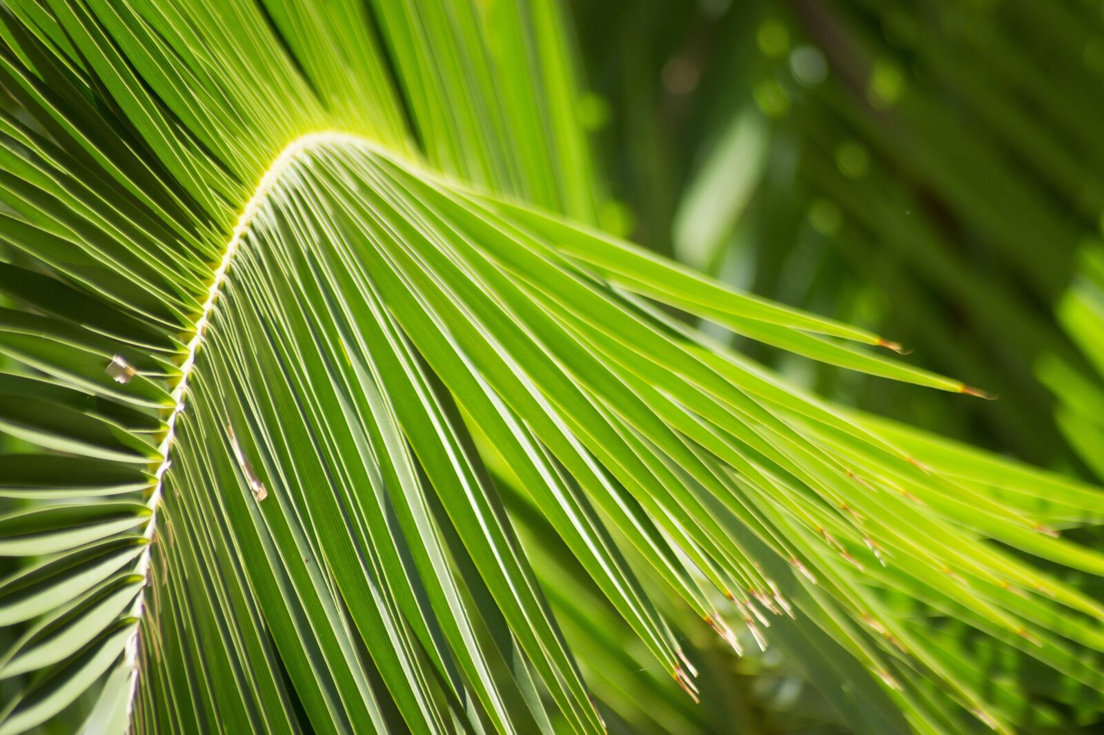 Sony SLT-A58 sample photo. Palm, palm leaves, leaf photography
