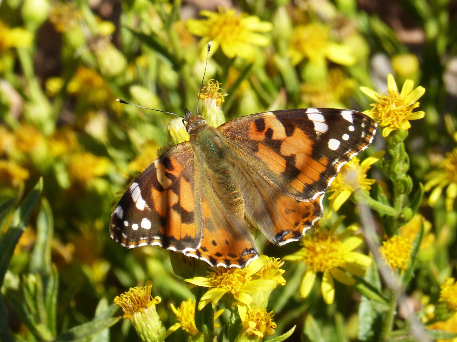 Panasonic DMC-FZ62 sample photo. Butterfly, libar, flower photography