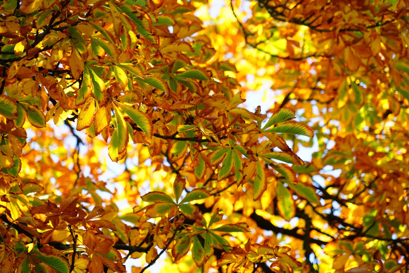 Sony a7 + Sony FE 24-240mm F3.5-6.3 OSS sample photo. Yellow, orange, nature photography