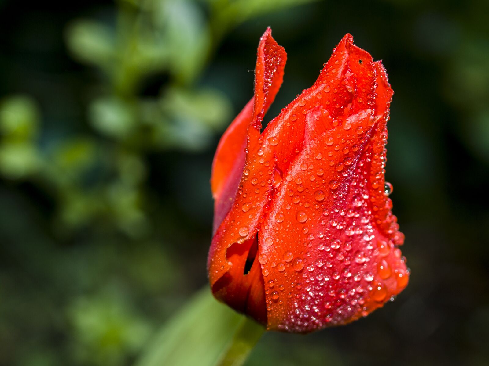 Olympus E-3 sample photo. Tulip, flower, blossom photography