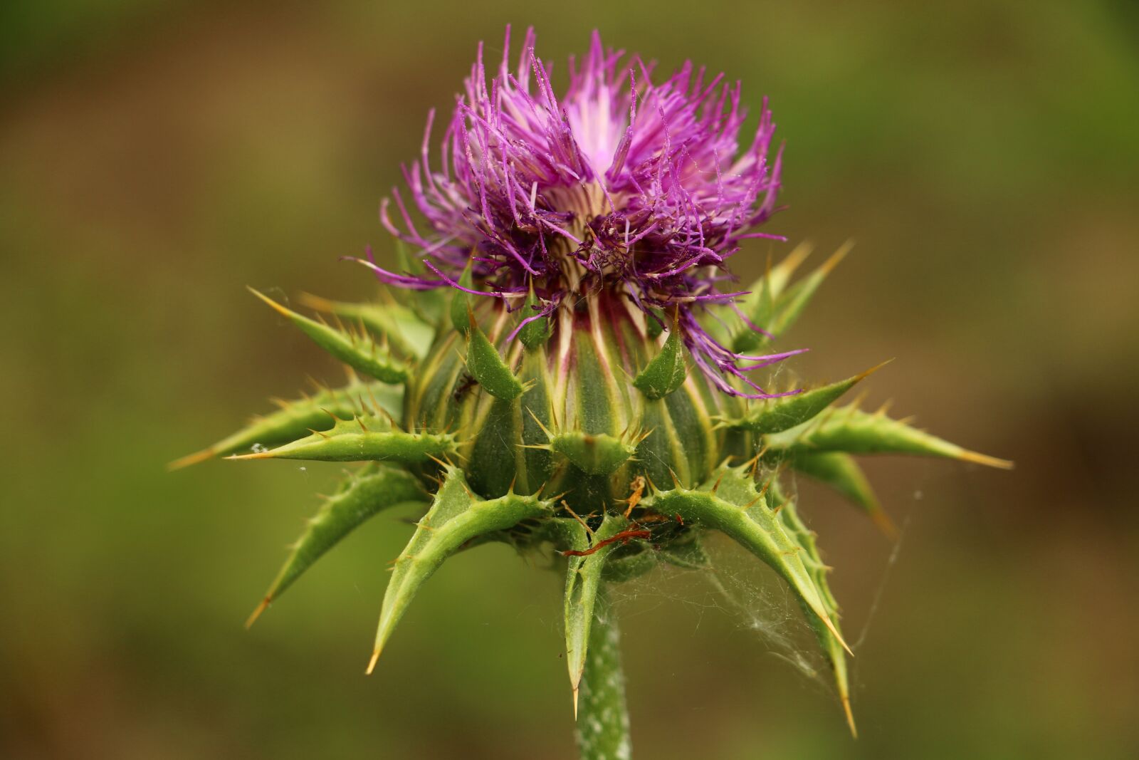 Canon EOS 70D sample photo. Flower bud, thistle, nature photography