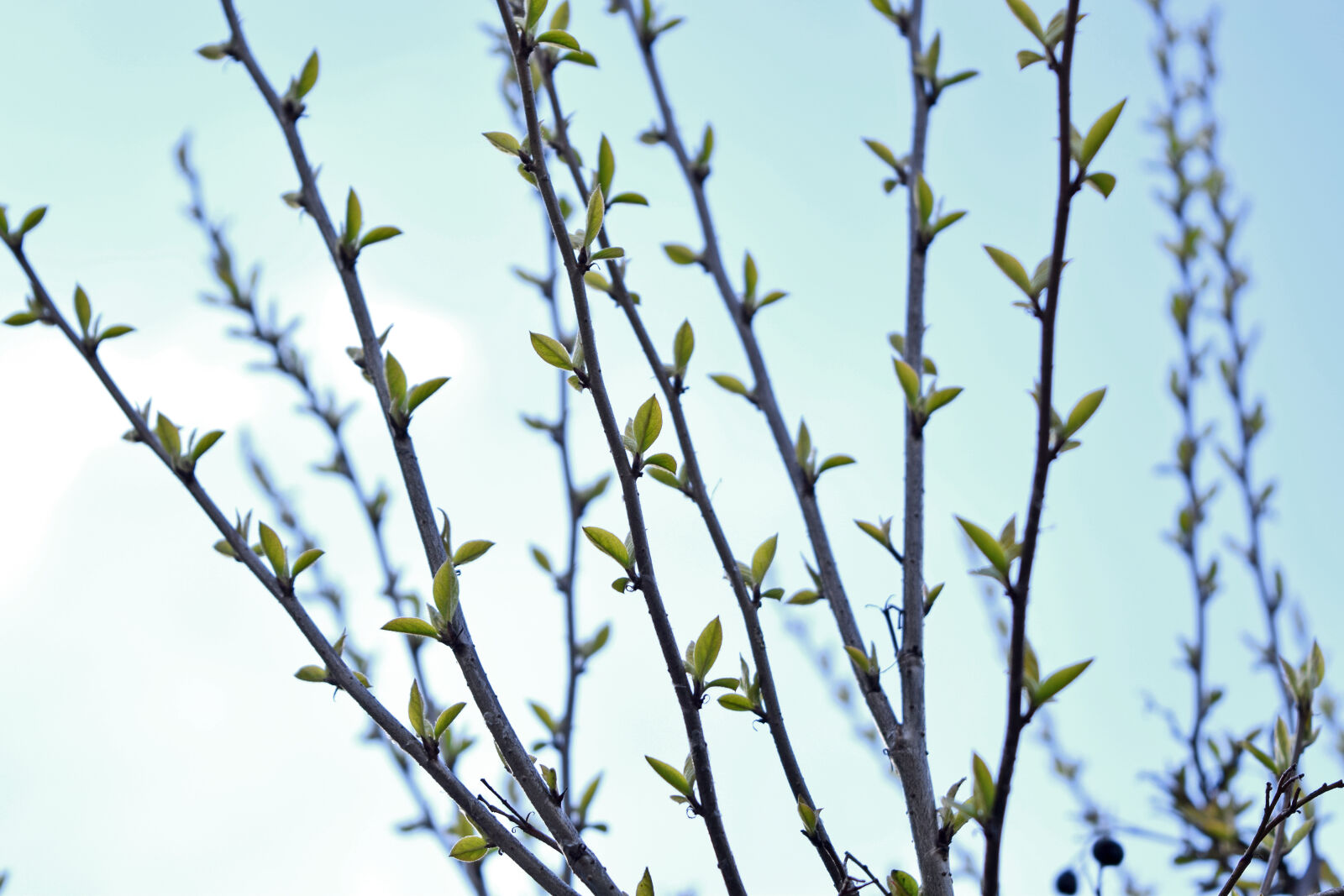 Nikon D3300 sample photo. Leaves, sky, spring, tree photography