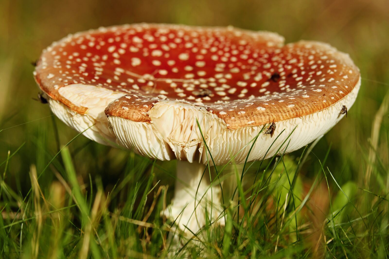 Fujifilm XF 55-200mm F3.5-4.8 R LM OIS sample photo. Fly agaric, mushroom, toxic photography