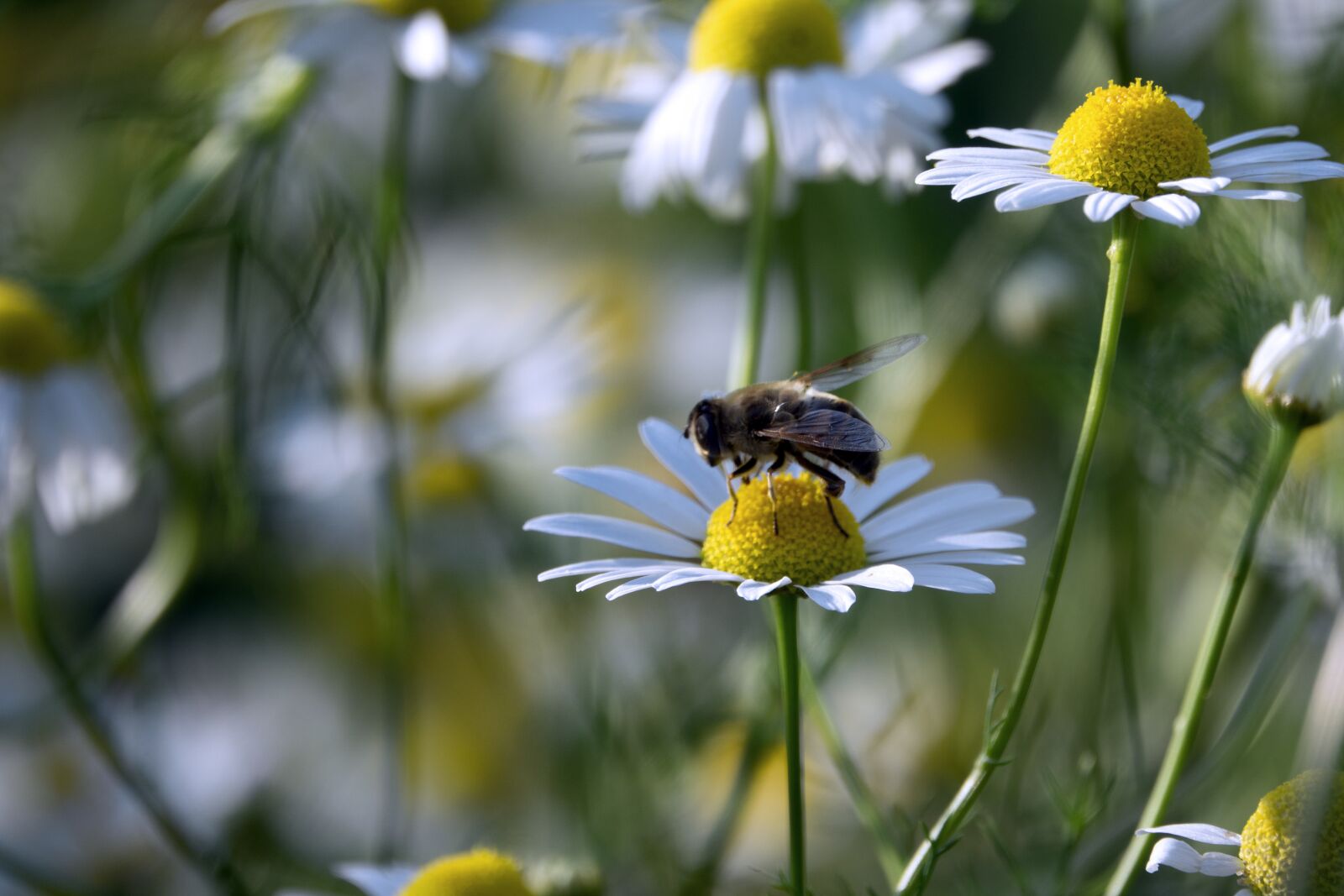 Sony Cyber-shot DSC-RX10 III sample photo. Nature, summer, flower photography