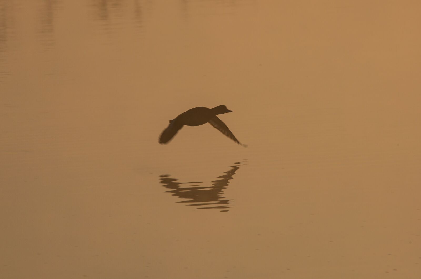 150-600mm F5-6.3 DG OS HSM | Contemporary 015 sample photo. Goose on a misty photography