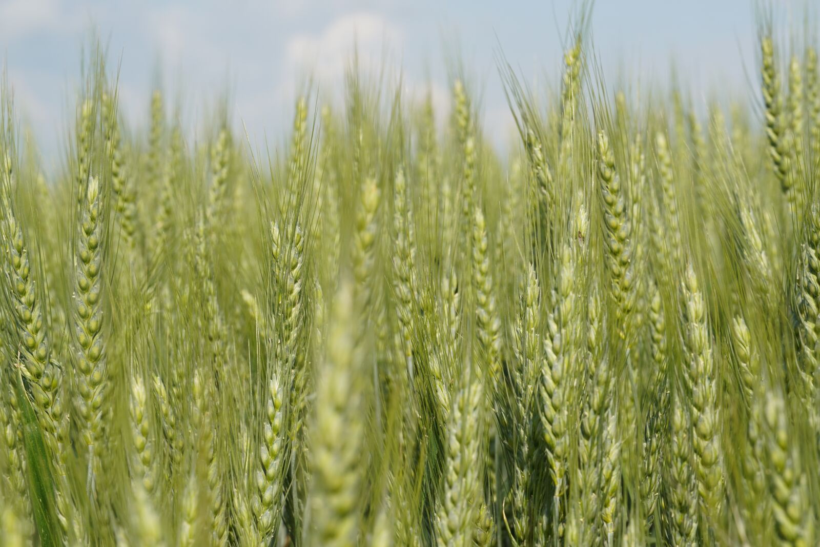 Sony a6400 sample photo. Wheat, field, green photography