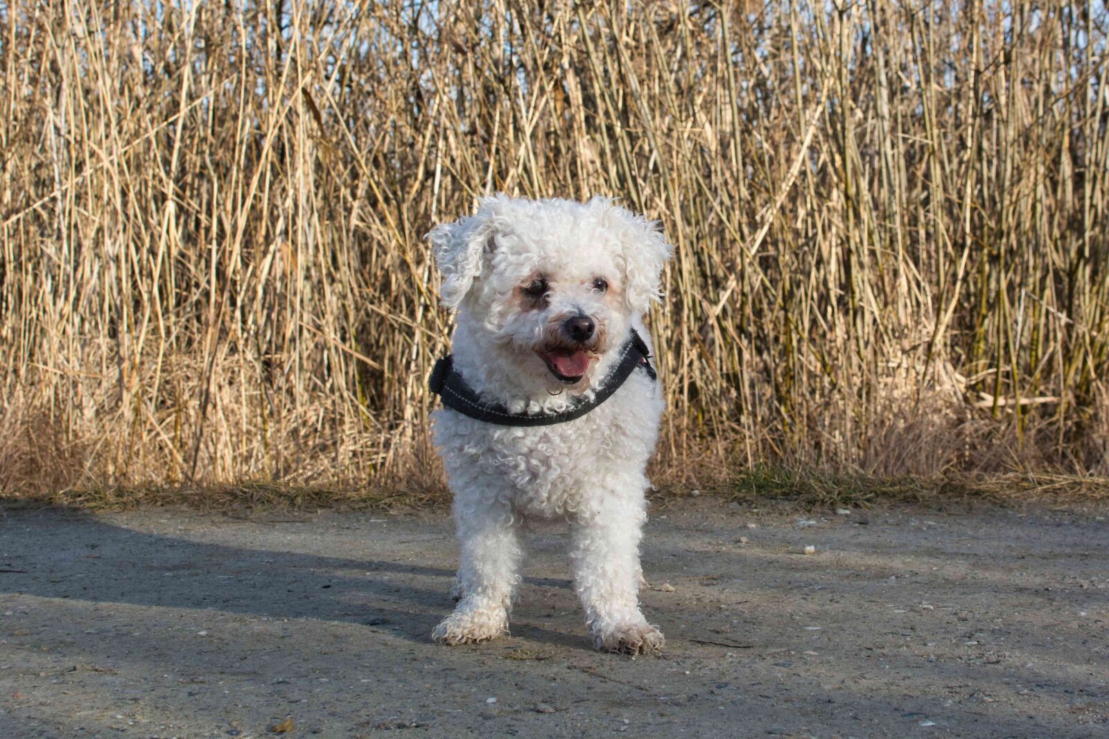 Nikon D7100 sample photo. Bichon frise, purebred dog photography