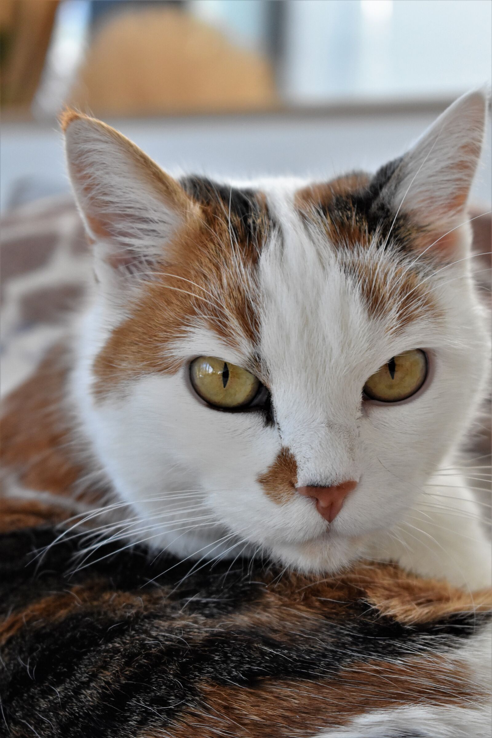 Nikon D5500 sample photo. Cat, pet, white photography