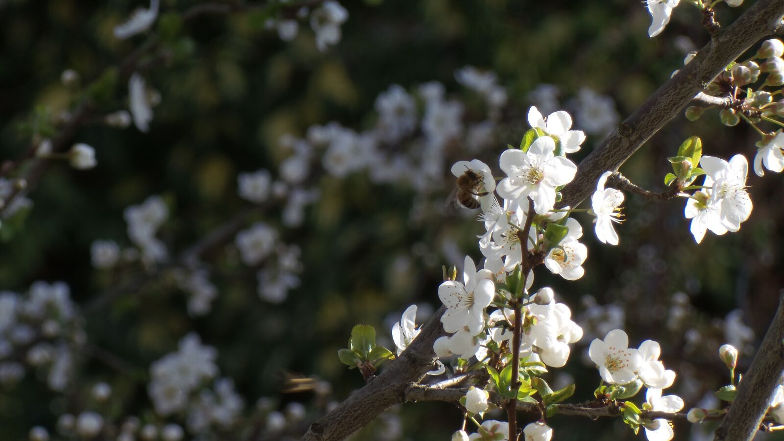 Samsung Galaxy Camera 2 sample photo. Bee, springtime, plum flower photography