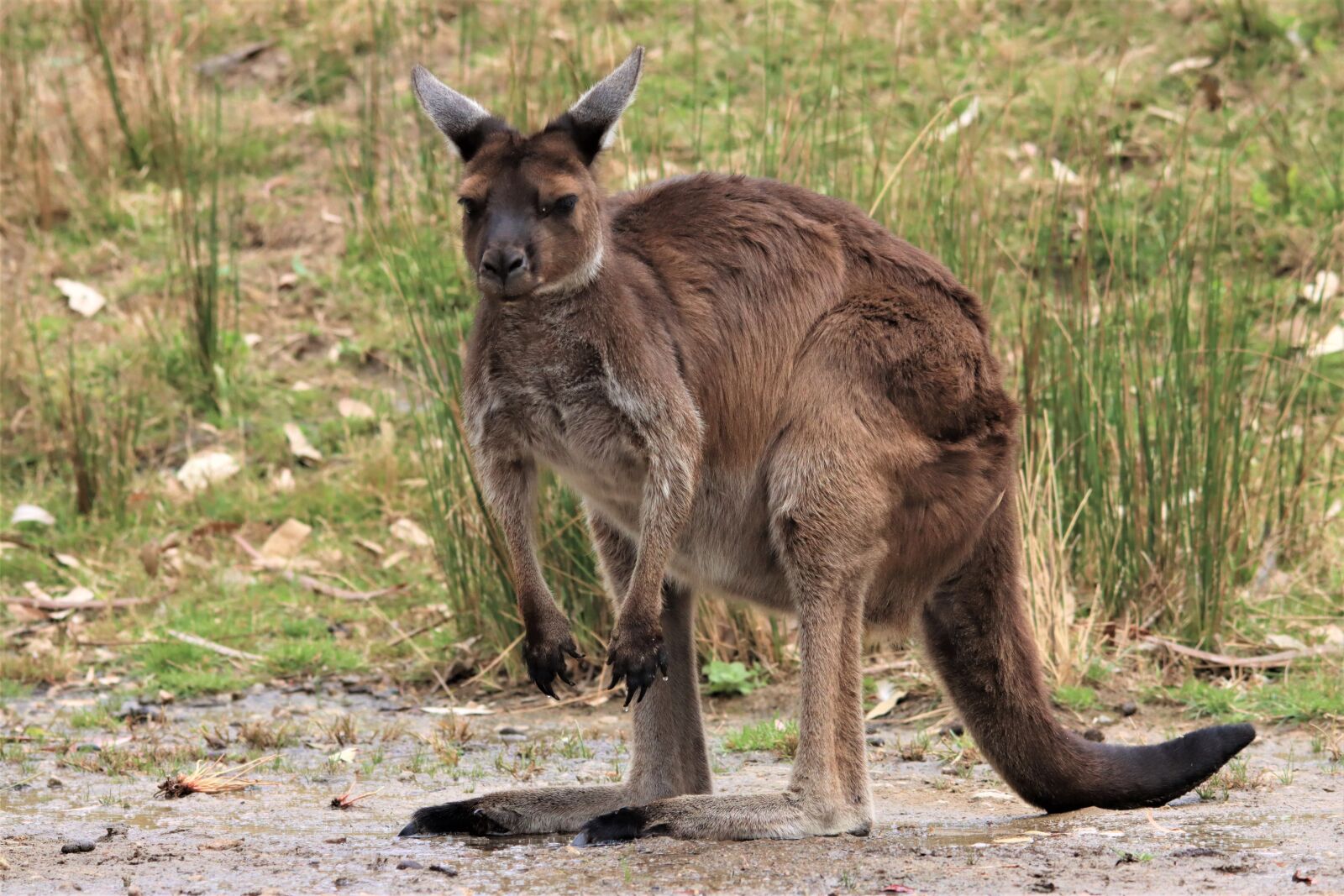 Canon EOS 90D sample photo. Kangaroo, marsupial, native photography