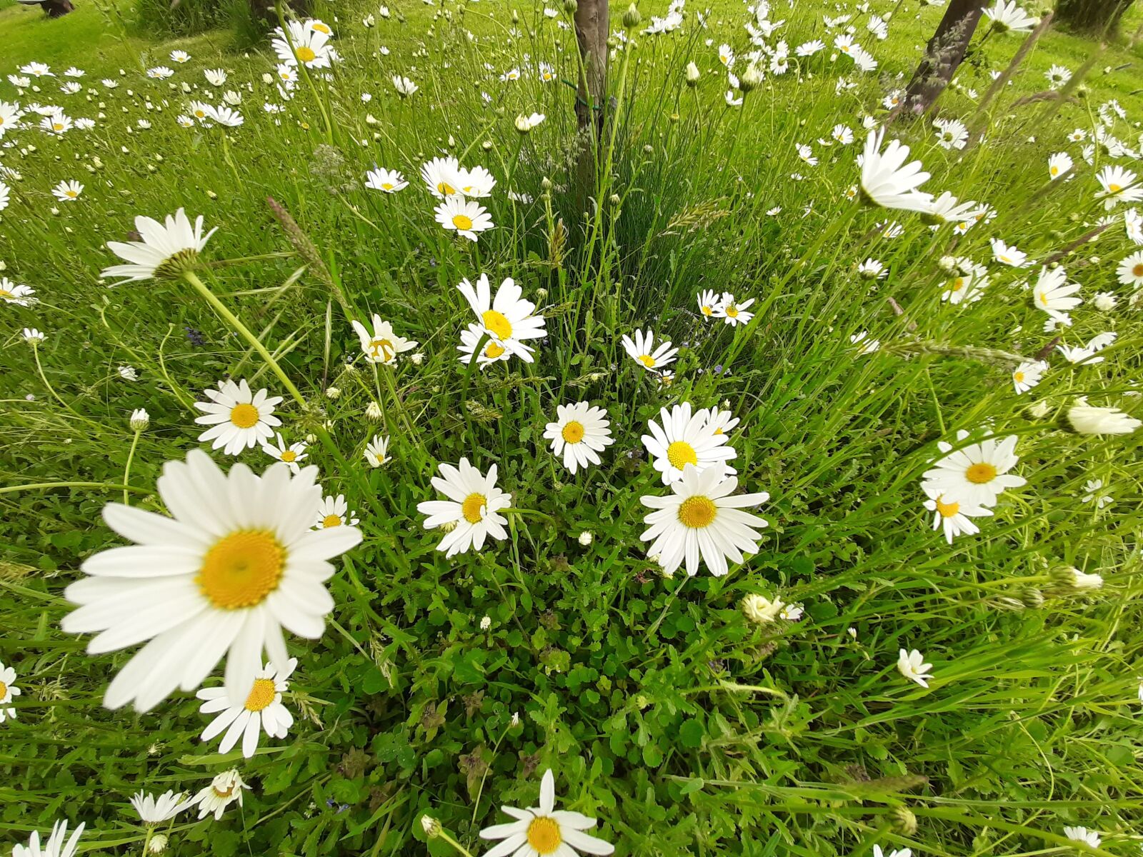 Samsung Galaxy A50 sample photo. Daisy, white, flowers photography