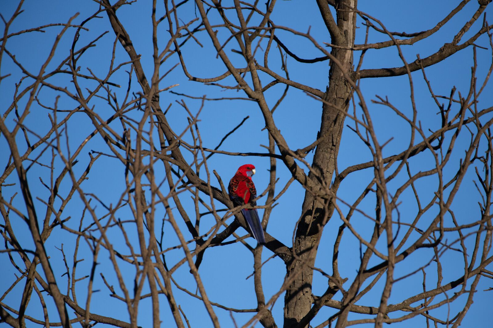 Nikon D850 sample photo. Crimson rosella, platycercus, elegans photography