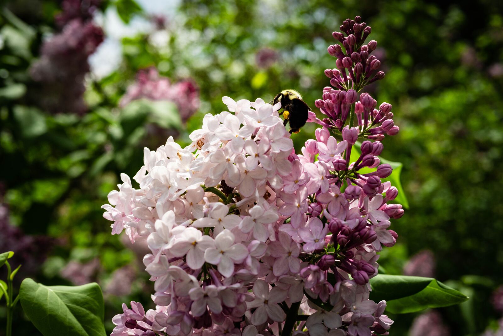 Panasonic Leica DG Summilux 25mm F1.4 II ASPH sample photo. Lilac, bee, flower photography