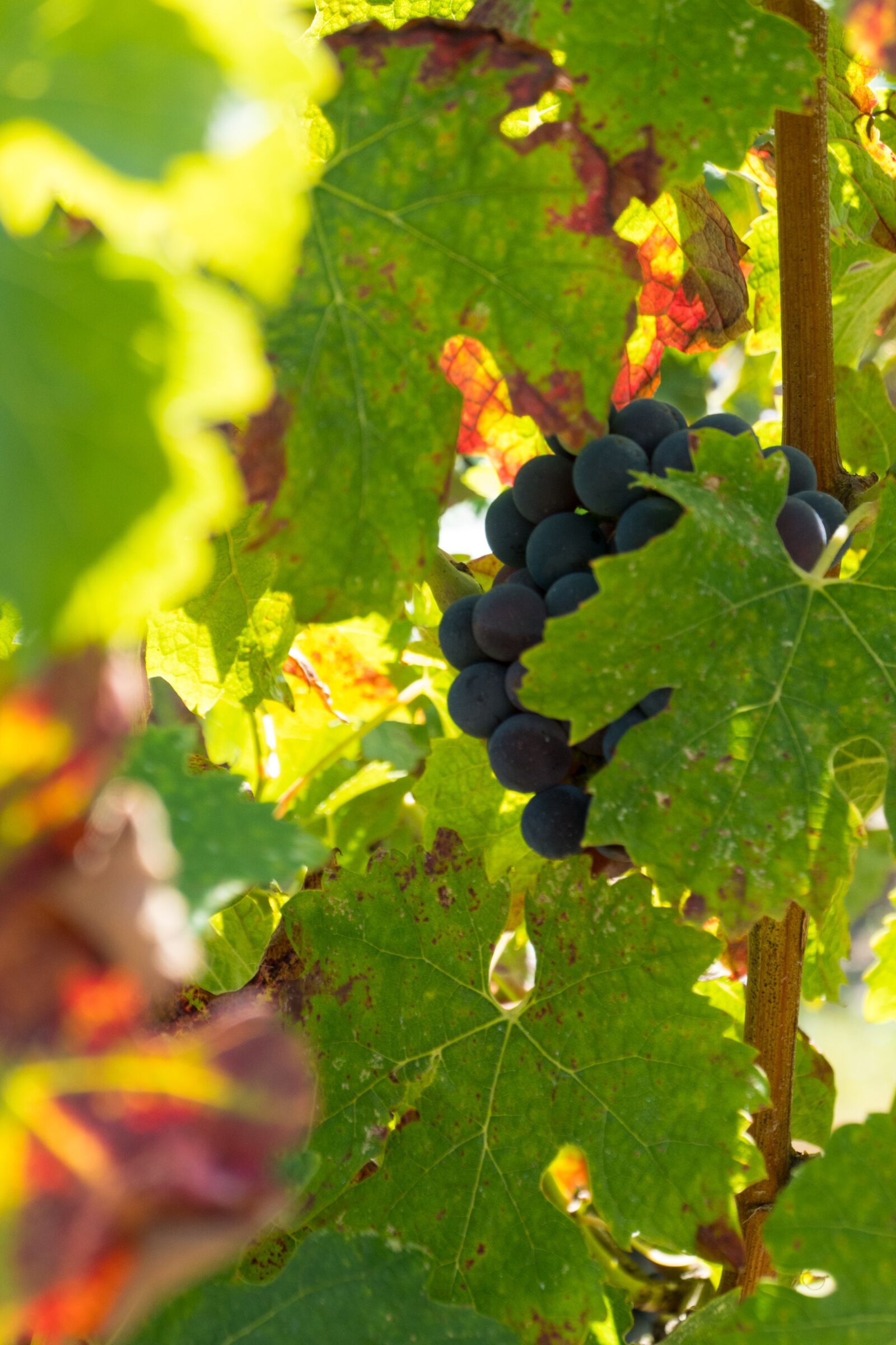 Panasonic DC-TZ200 sample photo. Grapes, wine, vine photography