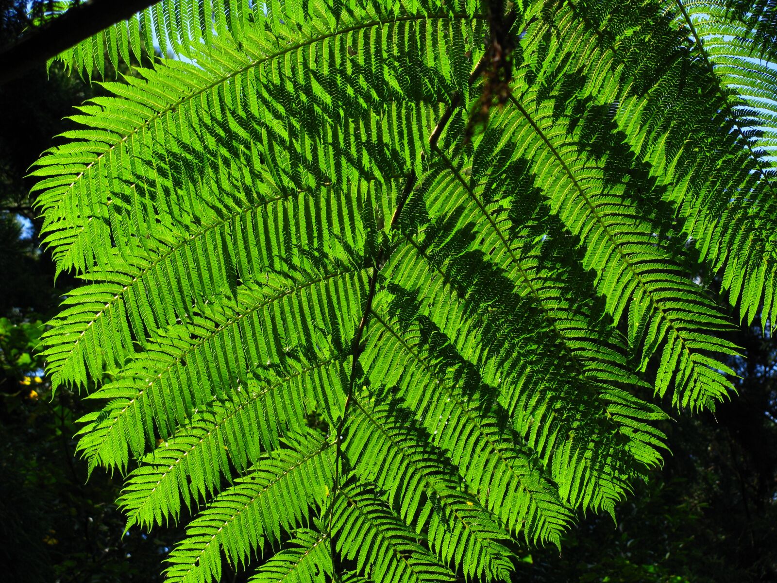 Canon POWERSHOT SX100 IS sample photo. Plant, fern, green photography