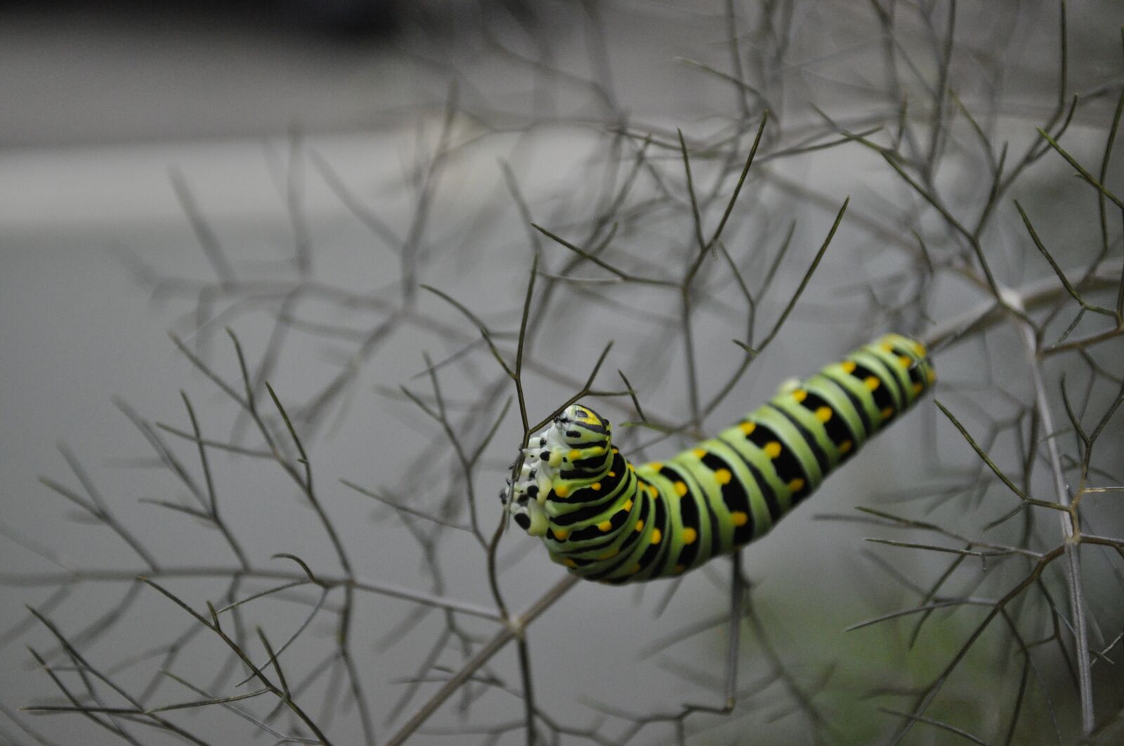 Nikon D5000 sample photo. Caterpillar, destruction, pest photography