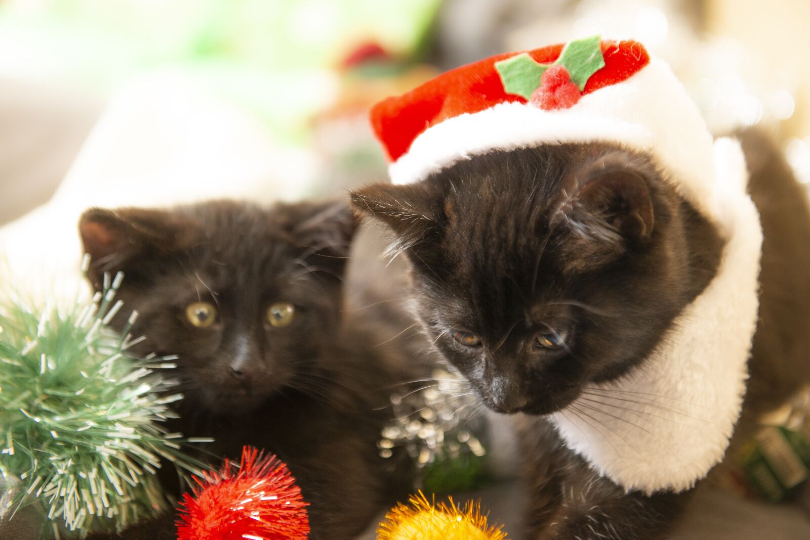 Nikon D600 sample photo. Christmas, cats, kittens photography