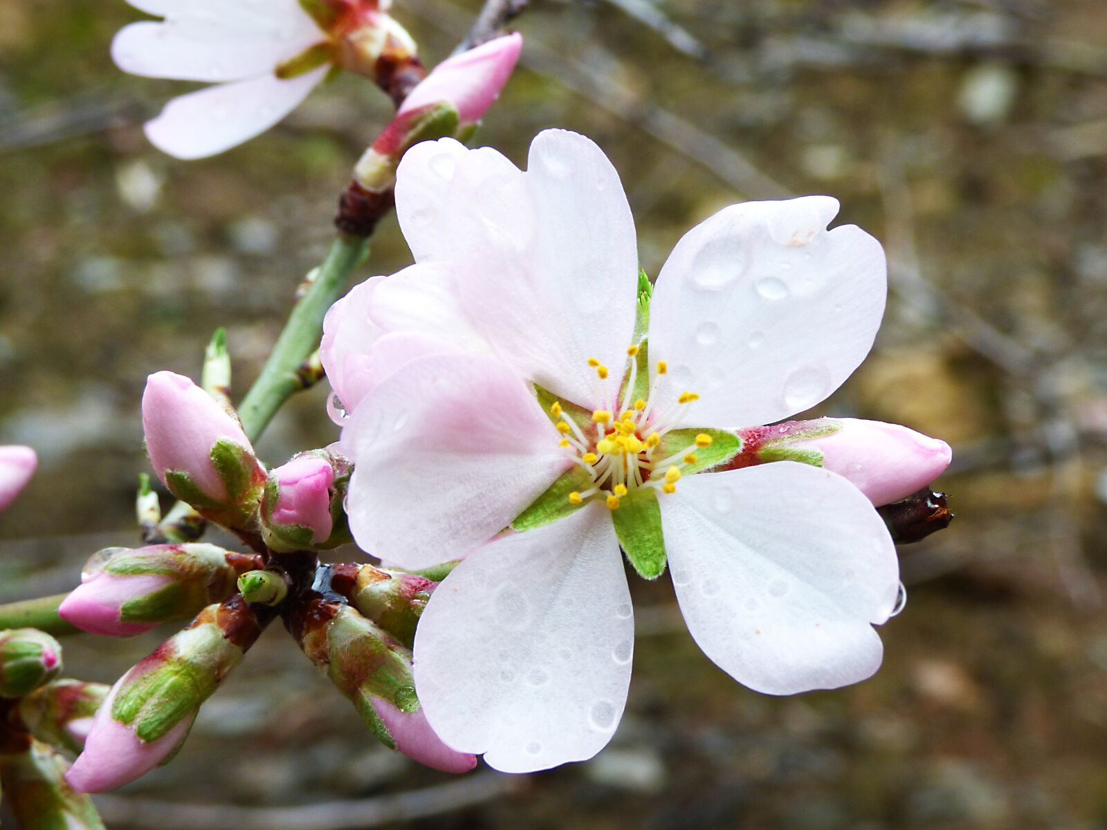 Panasonic Lumix DMC-FZ70 sample photo. Flower, almond tree, almond photography