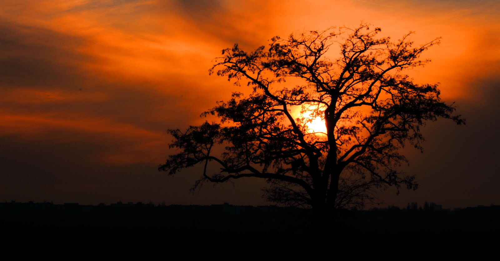 Canon EOS 700D (EOS Rebel T5i / EOS Kiss X7i) sample photo. Sunset, tree photography