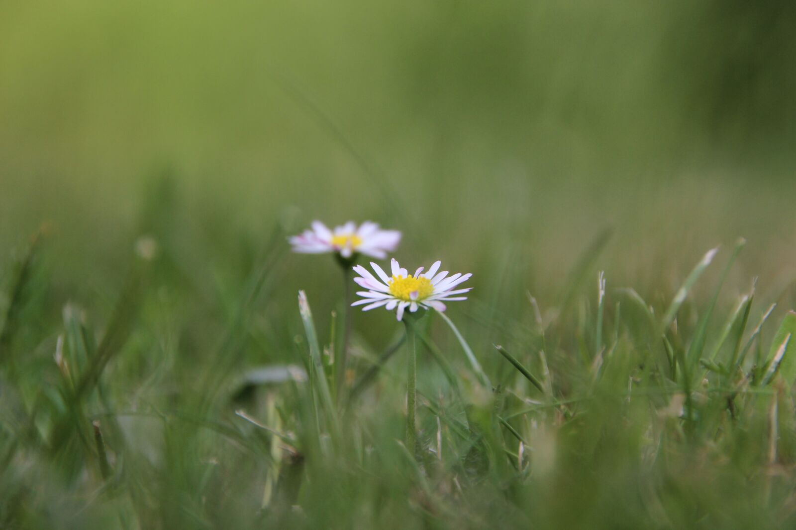 Canon EOS 600D (Rebel EOS T3i / EOS Kiss X5) sample photo. Daisy, pokeh, spring photography