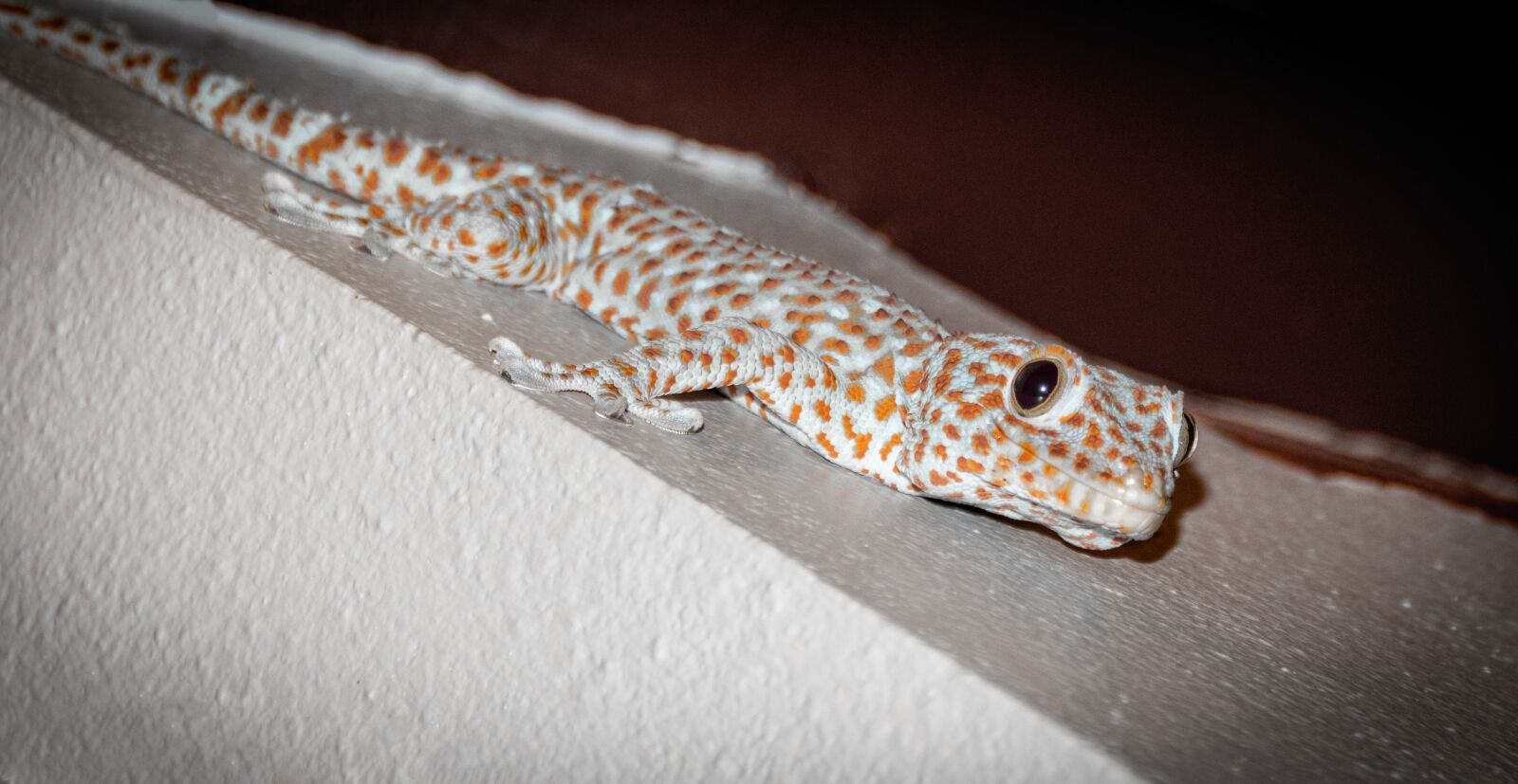 Nikon D5600 sample photo. Reptile, animal, iguana photography